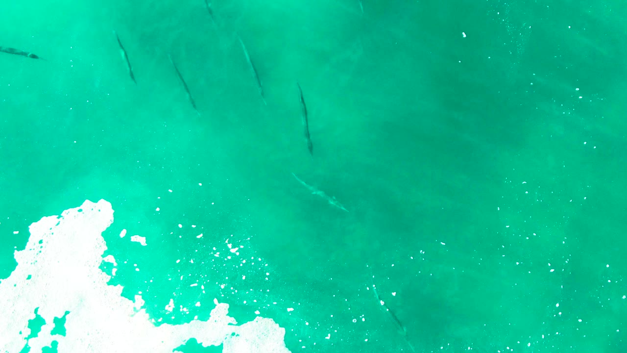 Overhead Punta Buzzards ocean frame with a larger white foam patch along the lower center and dark fish shapes scattered under the turquoise surface, no visible people.