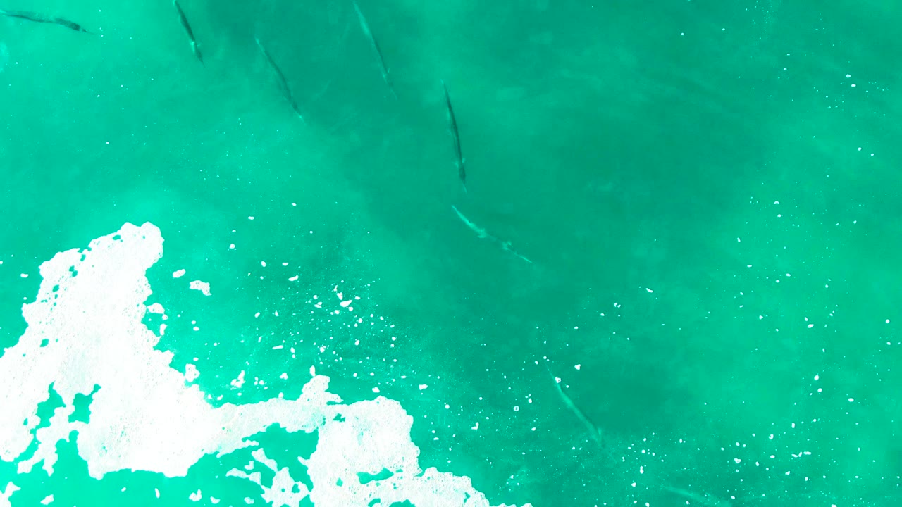 Aerial view at Punta Buzzards with white wave foam spreading across the lower right while thin dark fish shapes remain visible under the clear turquoise water, no visible people.