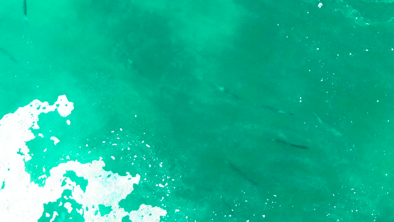 Aerial frame over Punta Buzzards water where white foam spreads near the lower left and several dark fish forms remain visible under the green-blue surface, no visible people.