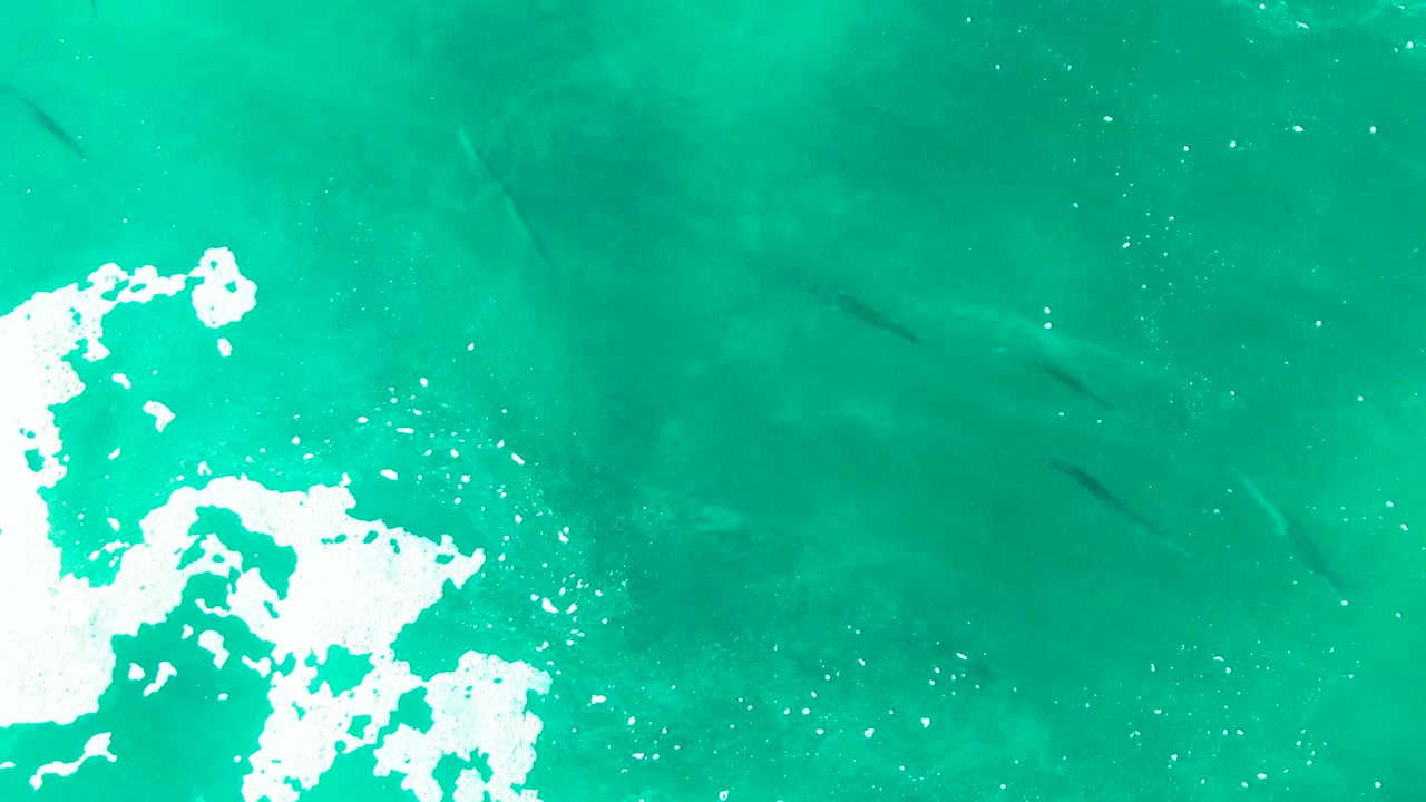 Mid-clip aerial view at Punta Buzzards with foam occupying more of the left edge while dark fish shapes appear under the clear turquoise surface, no visible people.