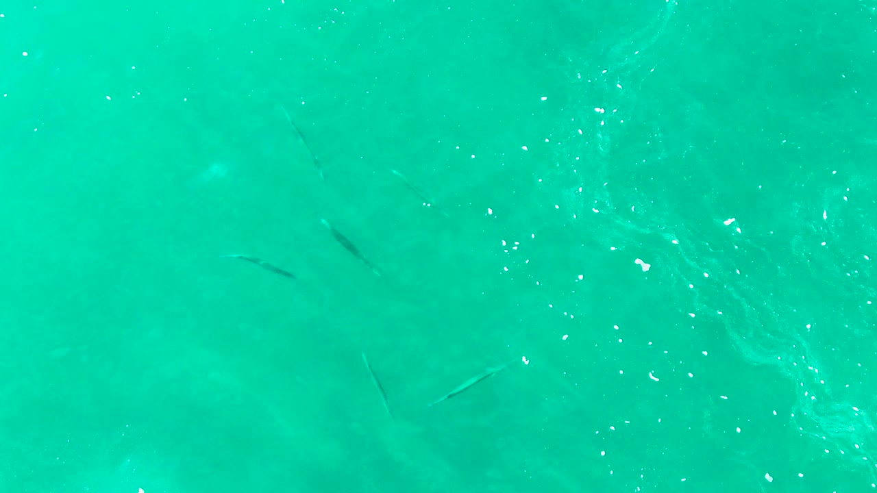 Small fish under turquoise ocean water with faint ripples.
