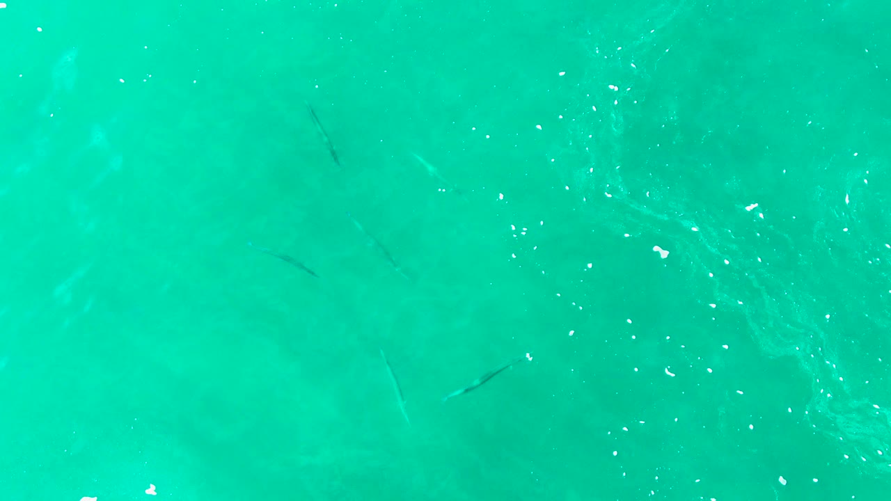 Scattered small fish appear under bright turquoise ocean water at Punta Buzzards, with subtle bubbles and no visible people.