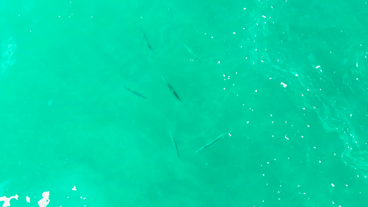 Several small fish are visible below green-blue clear water at Punta Buzzards, with soft ripples crossing the surface and no visible people.