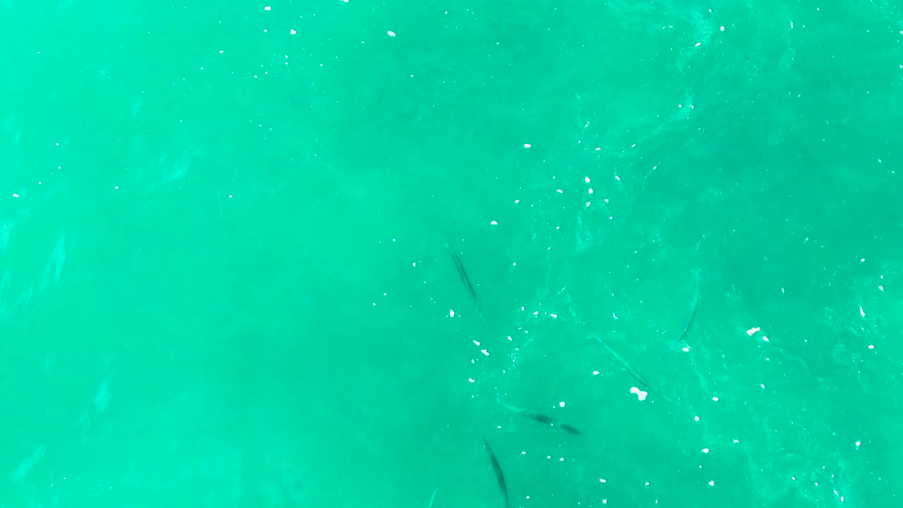 Clear turquoise water at Punta Buzzards, Baja California Sur with small dark fish beneath faint ripples and no visible people.