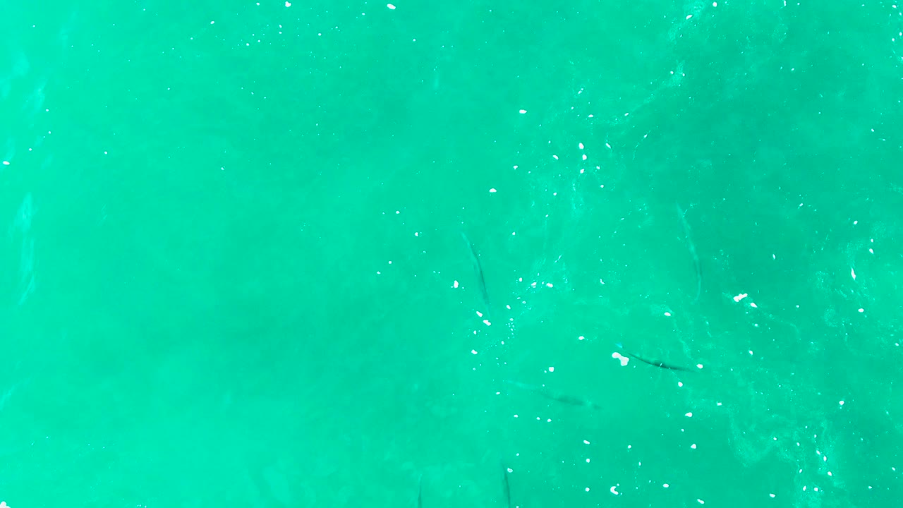 Small fish drifting under bright turquoise water