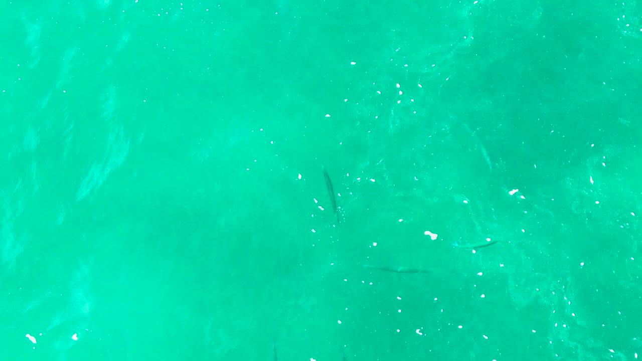 Clear turquoise surface water in Baja California Sur shows several small dark fish shapes under soft ripple patterns and no visible people.