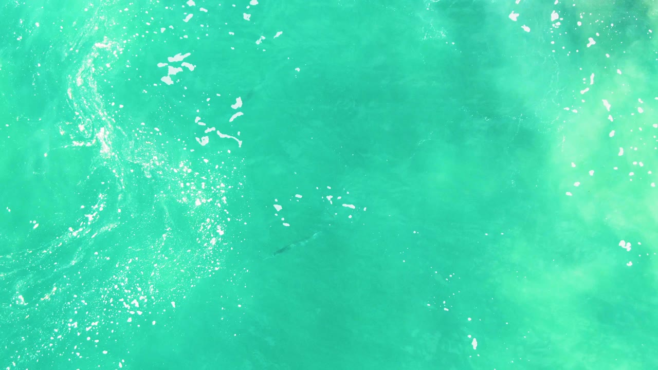 Aerial frame over Punta Buzzards water showing green-blue ocean, scattered foam streaks, and the dark marine animal slightly right of center beneath the surface, no visible people.