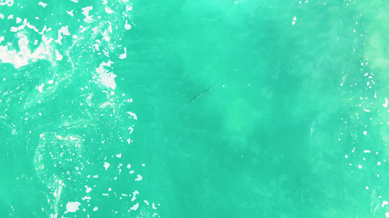 Top-down turquoise water at Punta Buzzards with white foam on the left, a faint submerged marine animal near the middle distance, and no visible people.