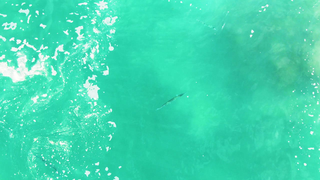 At Punta Buzzards, bright reflected light breaks across turquoise water while a small marine animal remains visible beneath the surface, with no visible people.