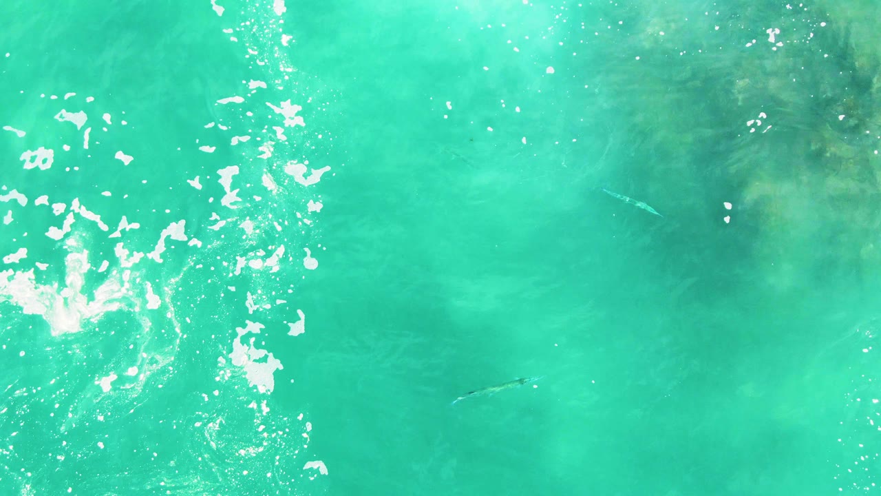 Aerial turquoise water at Punta Buzzards shows white foam along the left side and the submerged marine animal lower in frame, with no visible people.