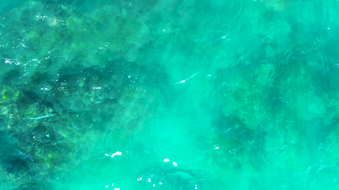 Top-down water frame from Punta Buzzards with a darker reef patch near the center, scattered small fish, shimmering surface light, and no visible people.