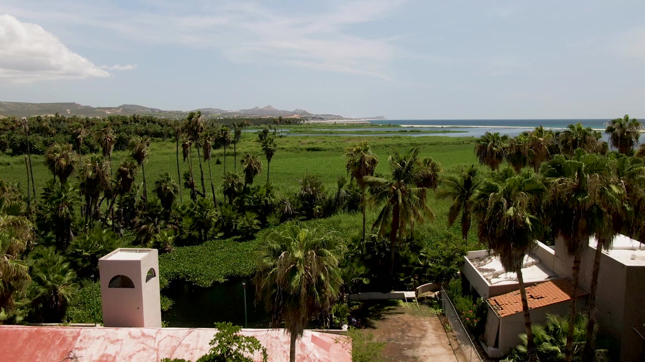 Palm trees and green coastal vegetation with white rooftops and ocean beyond.