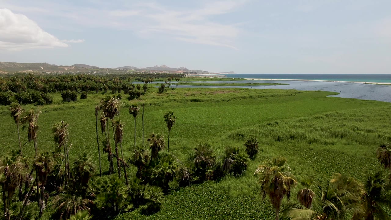 Palm trees over dense green field with coastal water, ocean horizon, and a small cloud overhead.