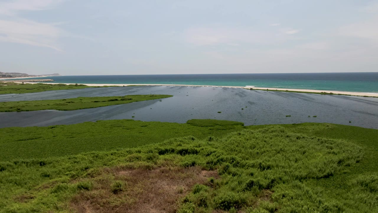 San Jose del Cabo lagoon scene with dense green foreground plants, small dark debris on the water, pale beach, blue ocean, and no visible people.