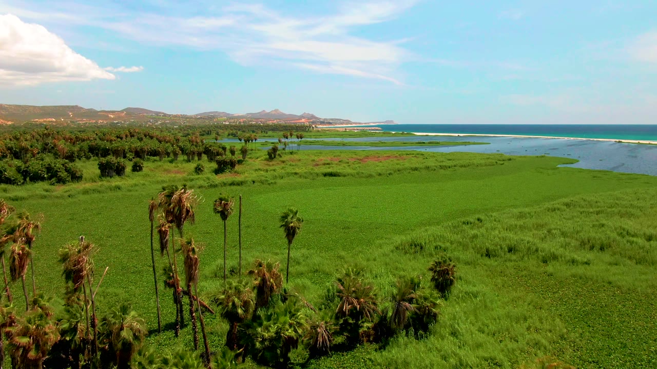 Aerial view over a bright green marsh in San Jose del Cabo with tall palms in the lower foreground, blue ocean and white surf on the horizon, distant hills, and no visible people.