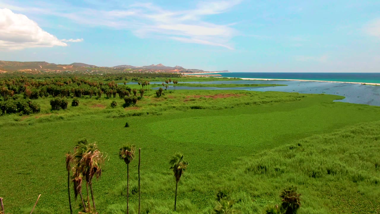 Wide aerial frame in San Jose del Cabo with uninterrupted green marsh in front, a few palms near the bottom edge, dark blue ocean across the horizon, distant hills, and no visible people.