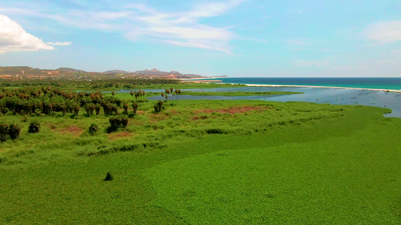 Aerial landscape with wetland grasses, palms or trees, water, and ocean horizon.