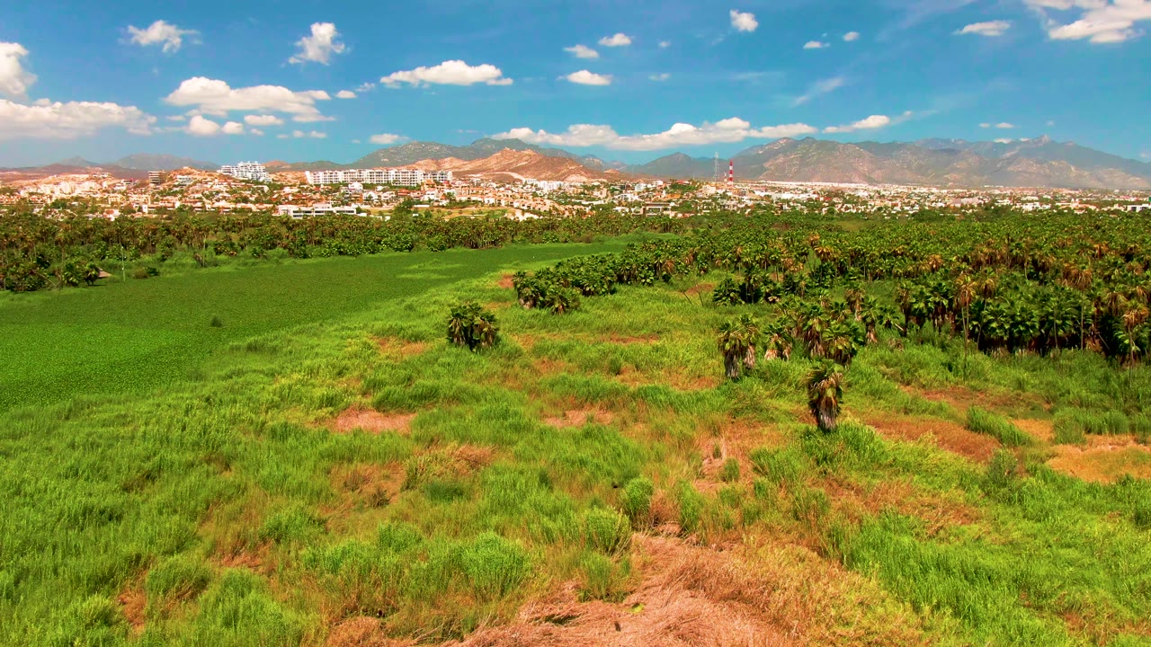 Aerial view across bright green fields and scattered palm clusters in San Jose Del Cabo, with low urban buildings and mountains in the distance, no visible people.