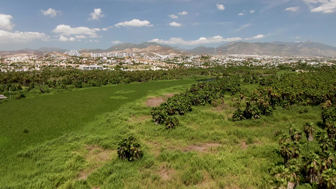 Aerial view continuing across bright green grass and low palms in San Jose Del Cabo, with a dense band of town buildings and mountains beyond, no visible people.