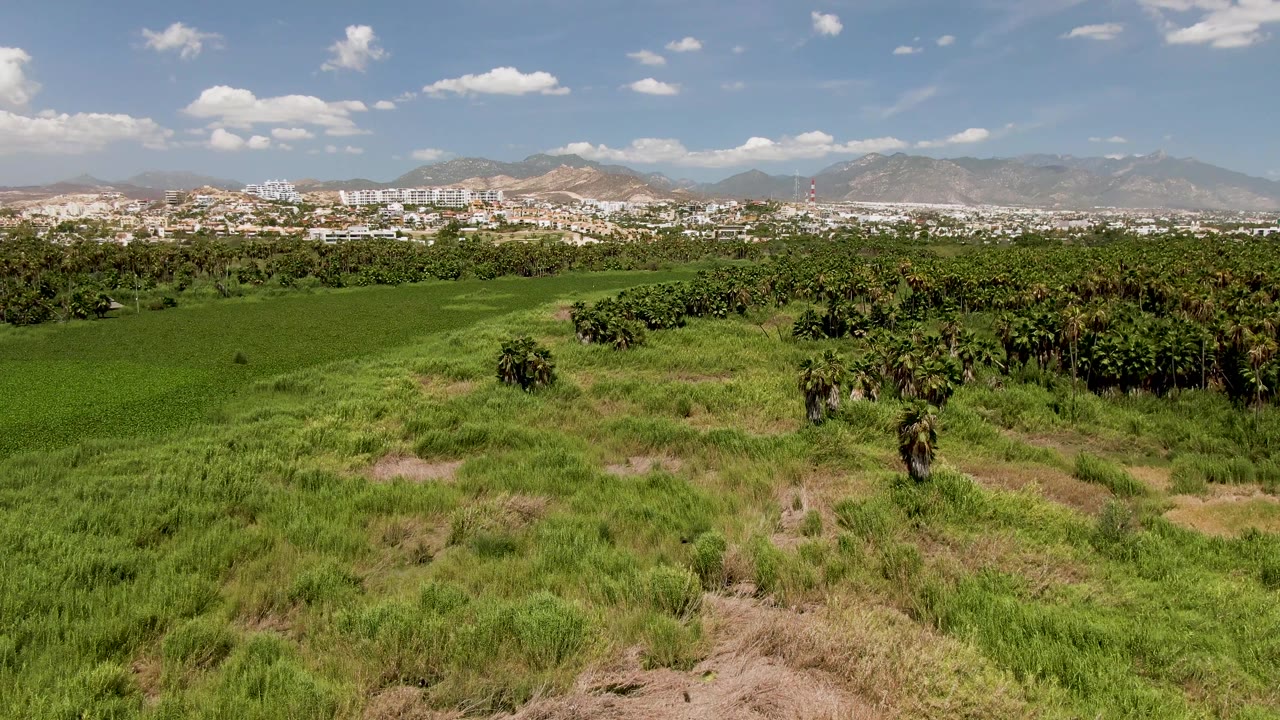 Aerial frame in San Jose del Cabo, Mexico, showing dense green grass, a small tree cluster near center, white buildings across the distance, mountains beyond, and no visible people.