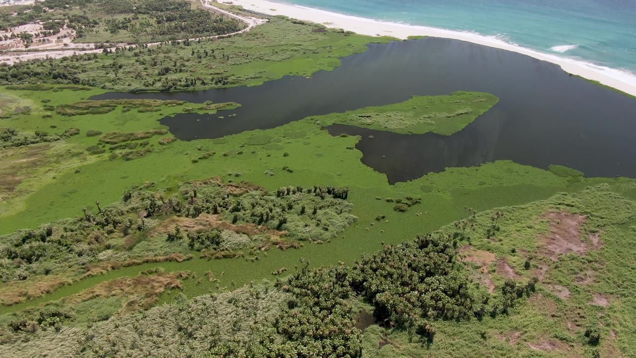 Aerial view of a green algae-covered lagoon beside a sandy beach and ocean.