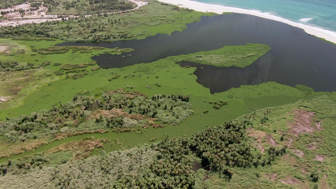 Aerial frame over San Jose del Cabo wetland vegetation, with algae-covered shallow areas, a dark lagoon channel, sandy beach and ocean across the upper frame, and no visible people.