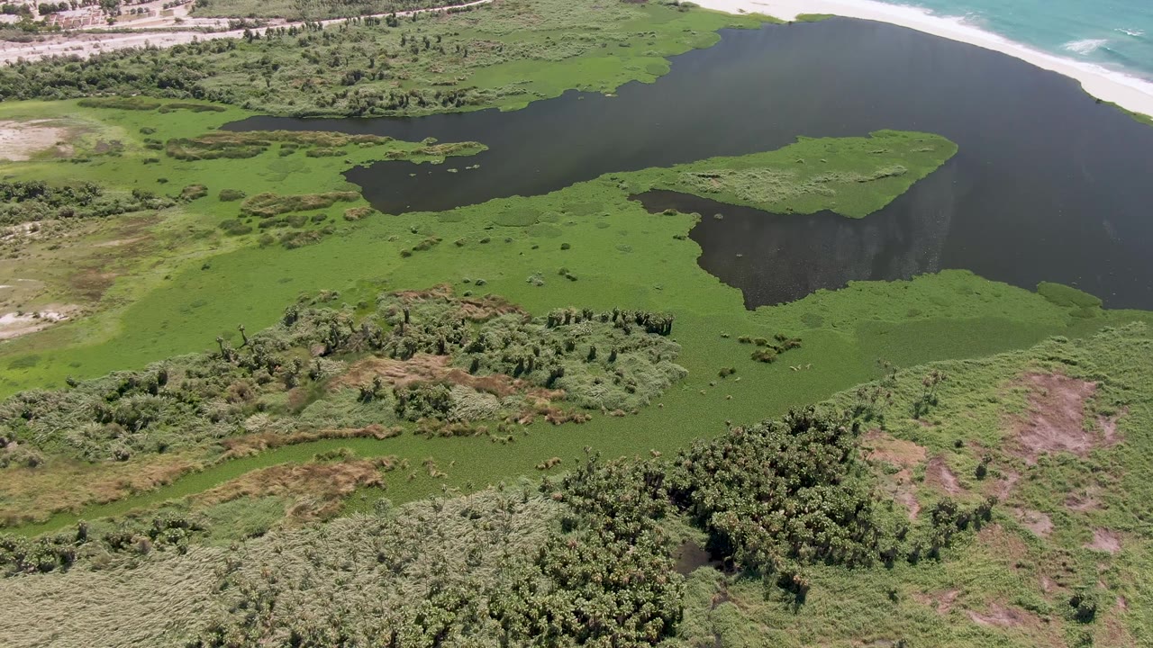 San Jose Del Cabo wetland aerial with a broad dark lagoon at upper right, floating green algae patches through the center, dense shrubs near the lower edge, and no visible people.