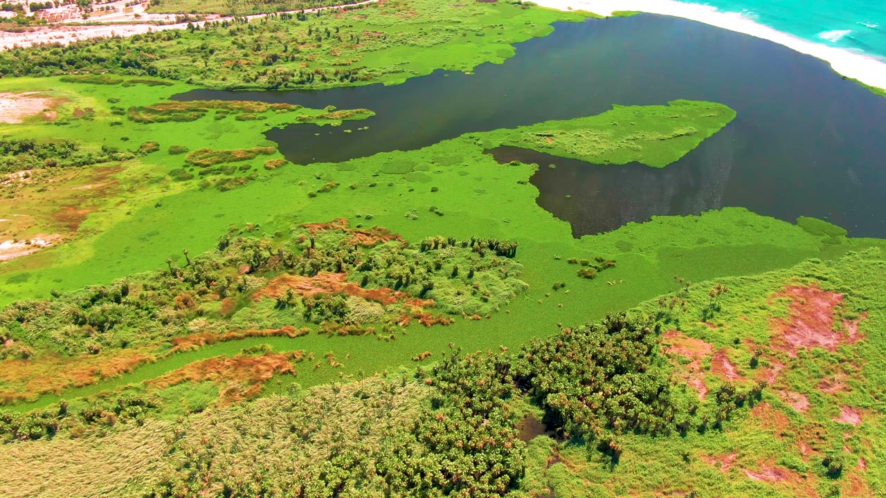 At 0:01, the aerial frame in San Jose del Cabo keeps the algae mats and dark water centered, with beach and ocean along the upper edge and no visible people.