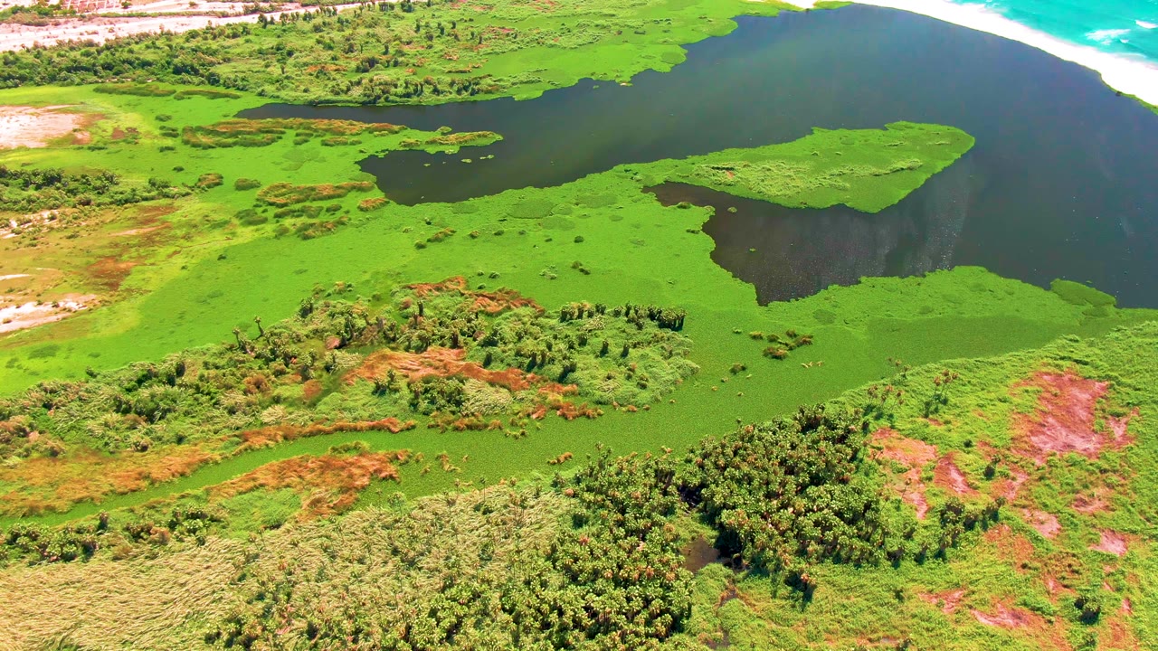 Coastal algae bloom seen from above with marsh vegetation, beach, and blue ocean.
