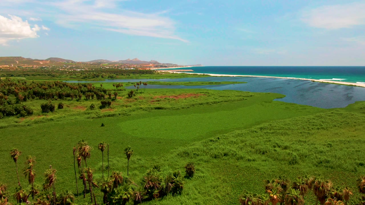 Green coastal marsh with scattered palms and ocean horizon.