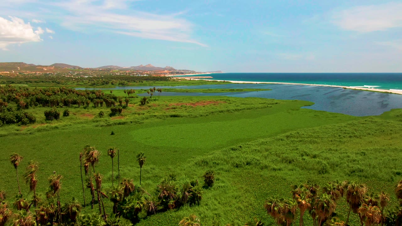 San Jose del Cabo aerial view showing dense green wetland vegetation, a line of palms entering the lower foreground, shallow coastal water, blue ocean, distant hills, and no visible people.