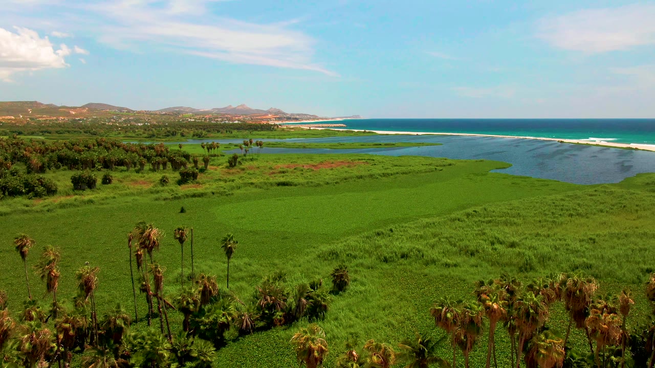 Wetland grasses and palms with ocean and hills in daylight.