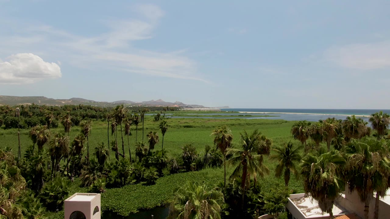 San Jose del Cabo view over dense palms and green fields toward blue ocean and low hills, with a foreground rooftop corner and no visible people.
