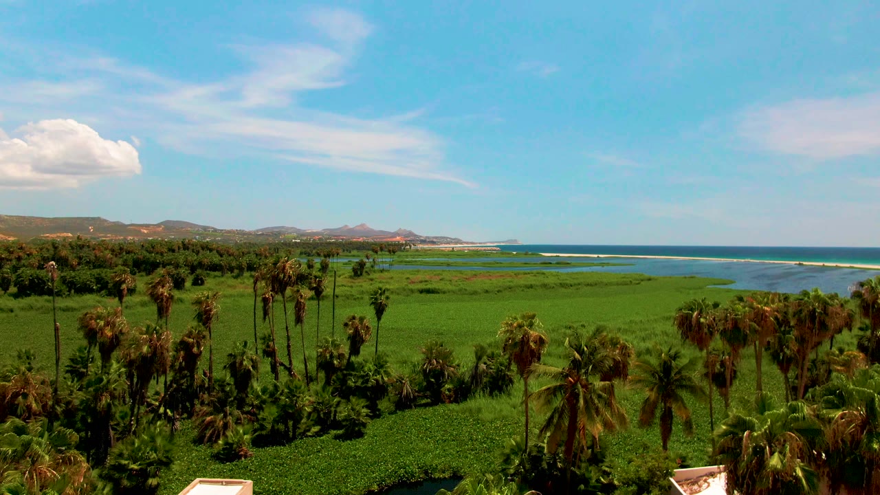 San Jose del Cabo aerial frame with a dense palm cluster in the foreground, lush fields across the center, blue ocean to the right, distant hills, and no visible people.