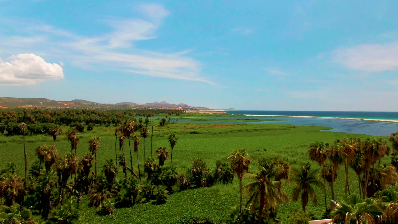 Wide San Jose del Cabo coastal landscape with more open green field visible, palm trees grouped near the lower frame, ocean wave lines at right, and no visible people.