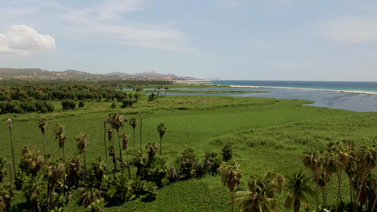 Mid-clip frame of the San Jose del Cabo wetland with tall palms in front, a curved estuary channel across the grass, ocean surf on the horizon side, and no visible people.