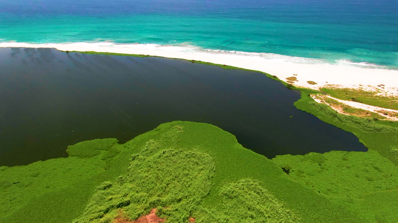 Aerial frame in San Jose del Cabo showing a rounded mass of green vegetation in the foreground, dark lagoon water curving around it, a white beach strip, turquoise ocean, and no visible people.