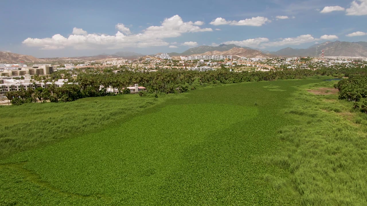 Aerial frame in San Jose del Cabo showing the field stretching across the foreground, a denser band of trees, pale buildings, mountains, and no visible people.