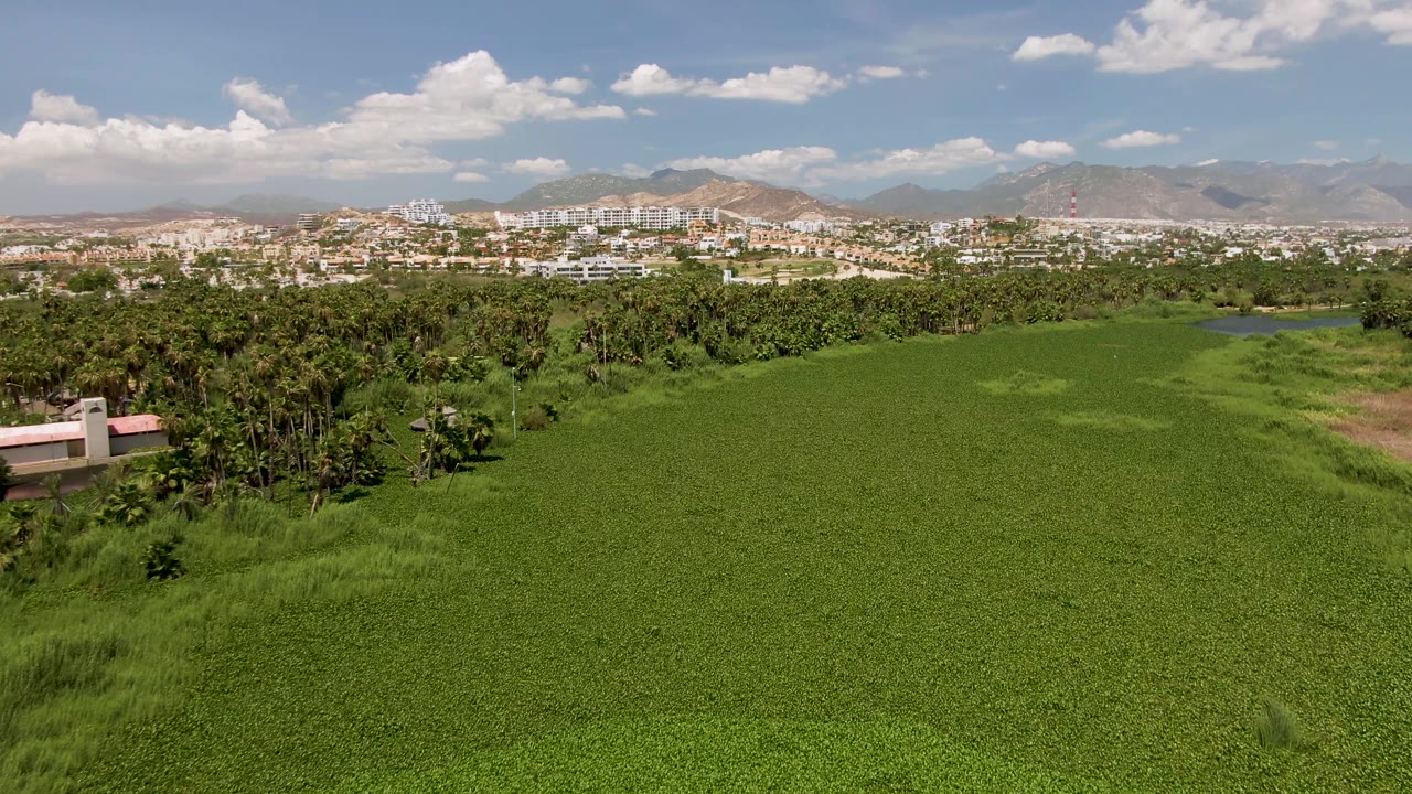 Early frame over green fields in San Jose del Cabo, with a palm-lined tree band, distant city buildings, mountains, scattered clouds, and no visible people.