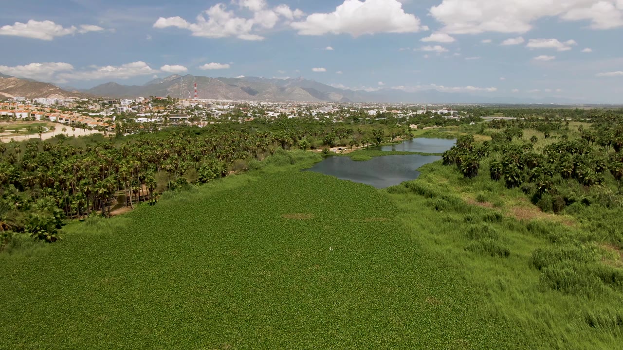 Aerial frame in San Jose del Cabo showing the pond slightly right of center, thick green vegetation across the foreground, tree rows around the water, distant buildings, mountains, and no visible people.