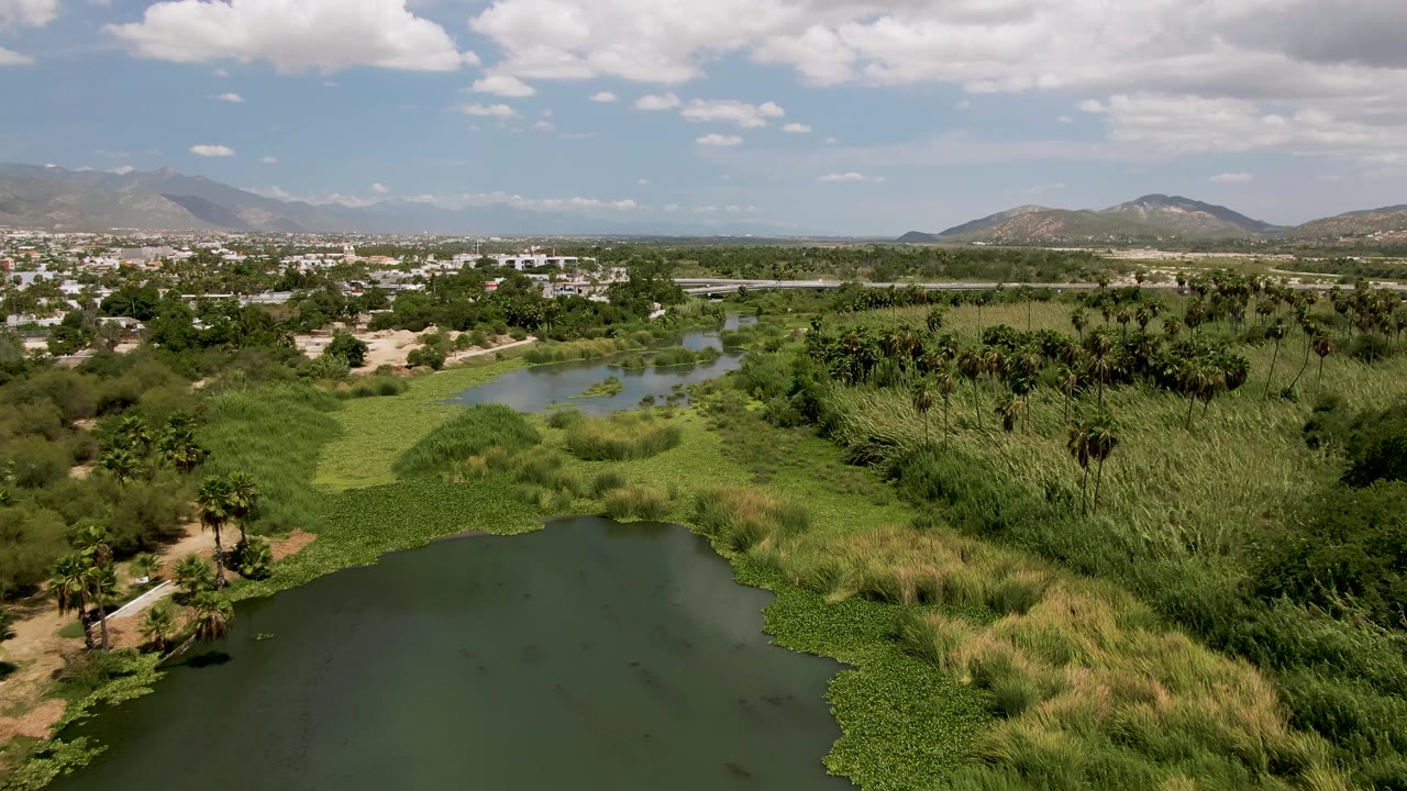 High drone view in San Jose del Cabo with the pond lower in frame, bright green vegetation along the banks, palms to the right, buildings beyond, and no visible people.