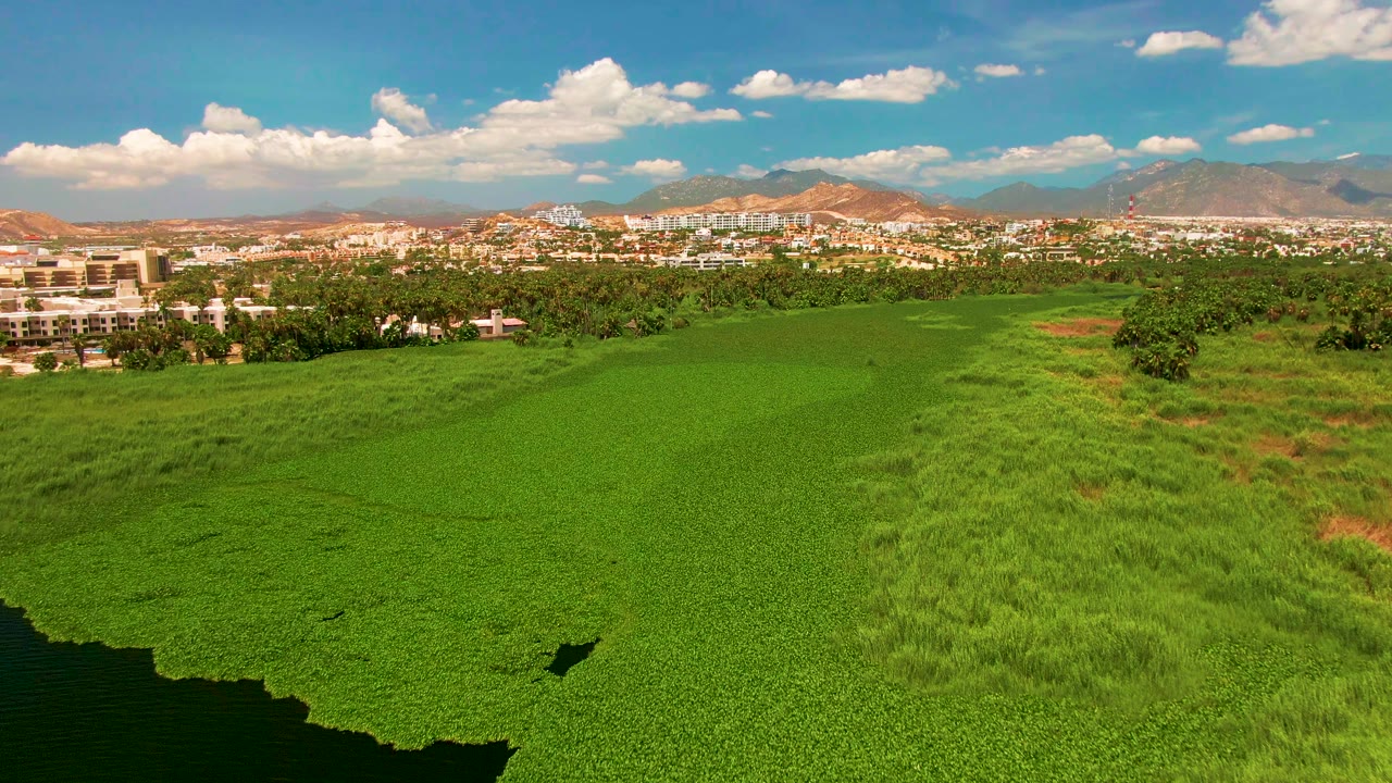 Aerial frame over San Jose Del Cabo crops, with the drone shadow crossing the green field, a tree line and buildings beyond, mountains on the horizon, and no visible people.