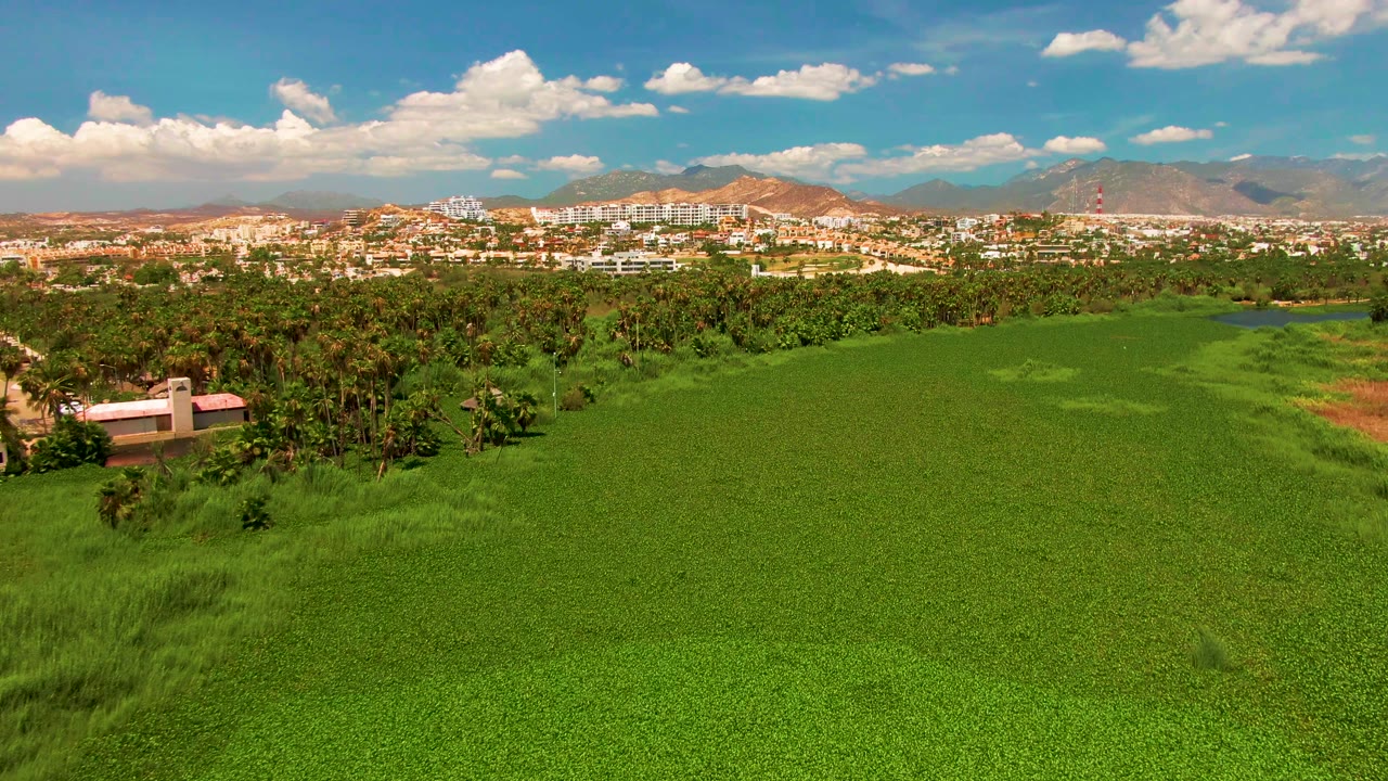 Green agricultural field with tree line, distant buildings, and mountains.