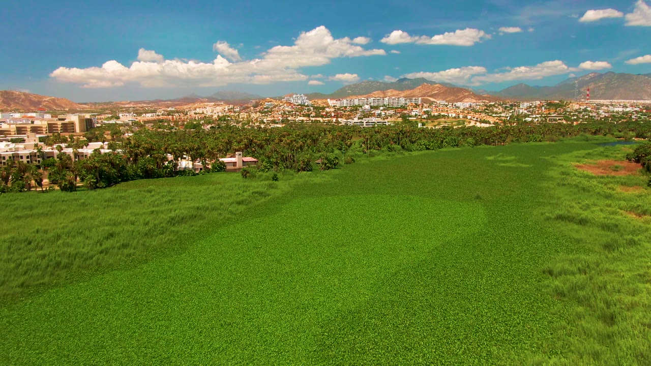 Aerial view in San Jose del Cabo showing dense green crops across the foreground, a dark tree band and pale buildings in the distance, mountains behind them, and no visible people.