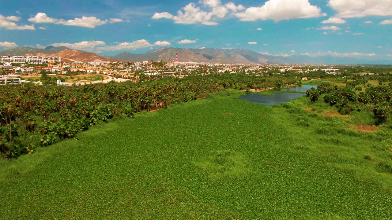 San Jose Del Cabo aerial frame with the green field spanning the foreground, dense palms and trees across the midground, a small waterway opening near the right, distant buildings, mountains, and no visible people.