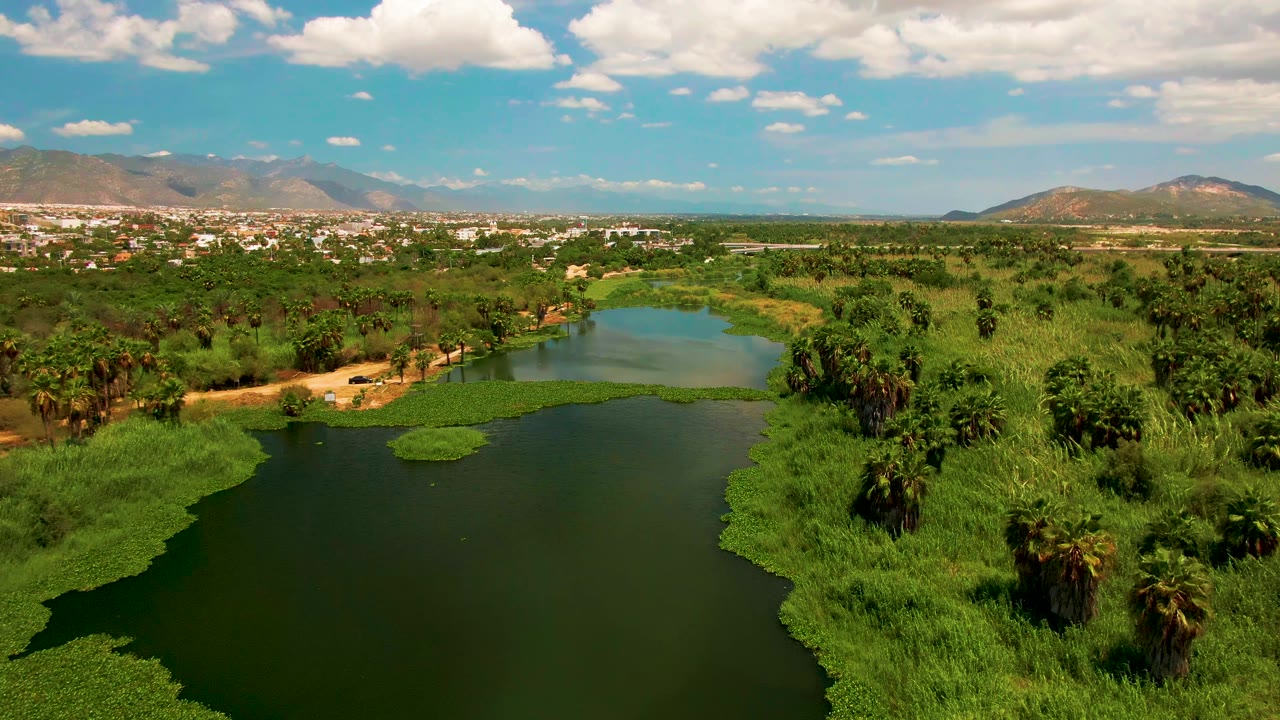 Aerial view in San Jose Del Cabo with the lake set low in frame, dense green wetland plants on both banks, palms across the midground, mountains in haze, and no visible people.