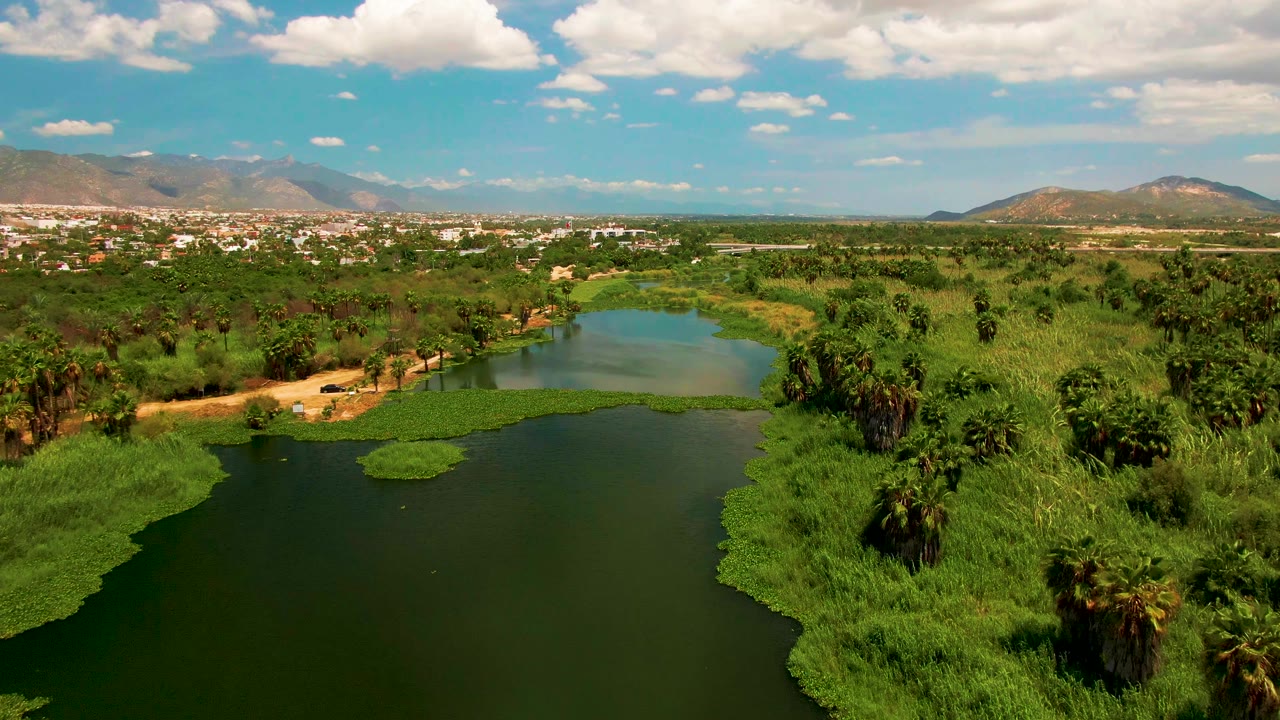 Aerial lake view with palms, grasses, and town on horizon