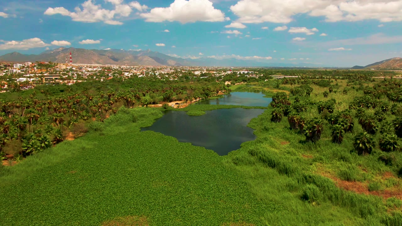 Aerial view of a small lake partly covered by green water hyacinth with palms, city buildings, mountains, and clouds beyond.