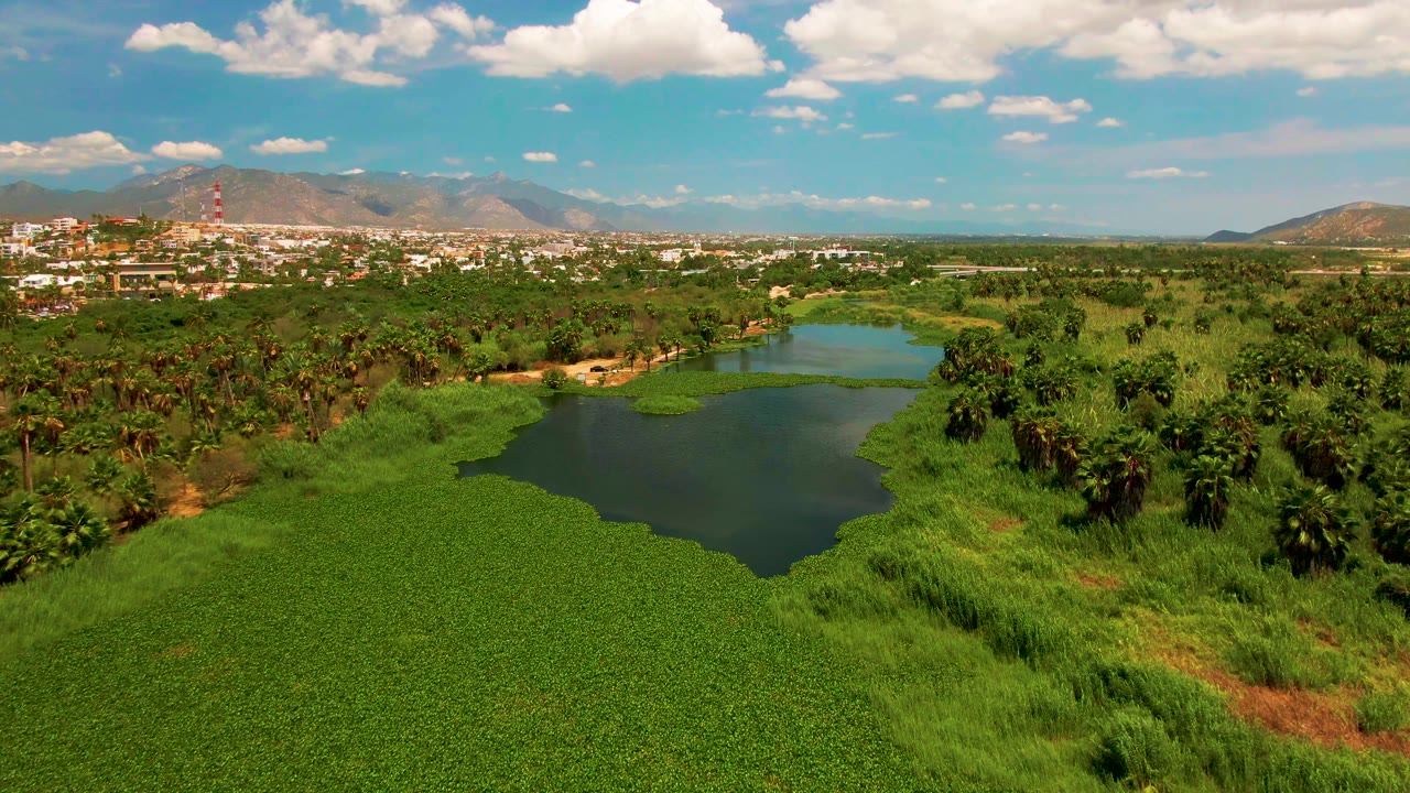 At one second, the San Jose Del Cabo aerial view keeps the water hyacinth mass prominent across the lower lake, with a darker open-water channel, palms to the right, city buildings and a tower behind, and no visible people.