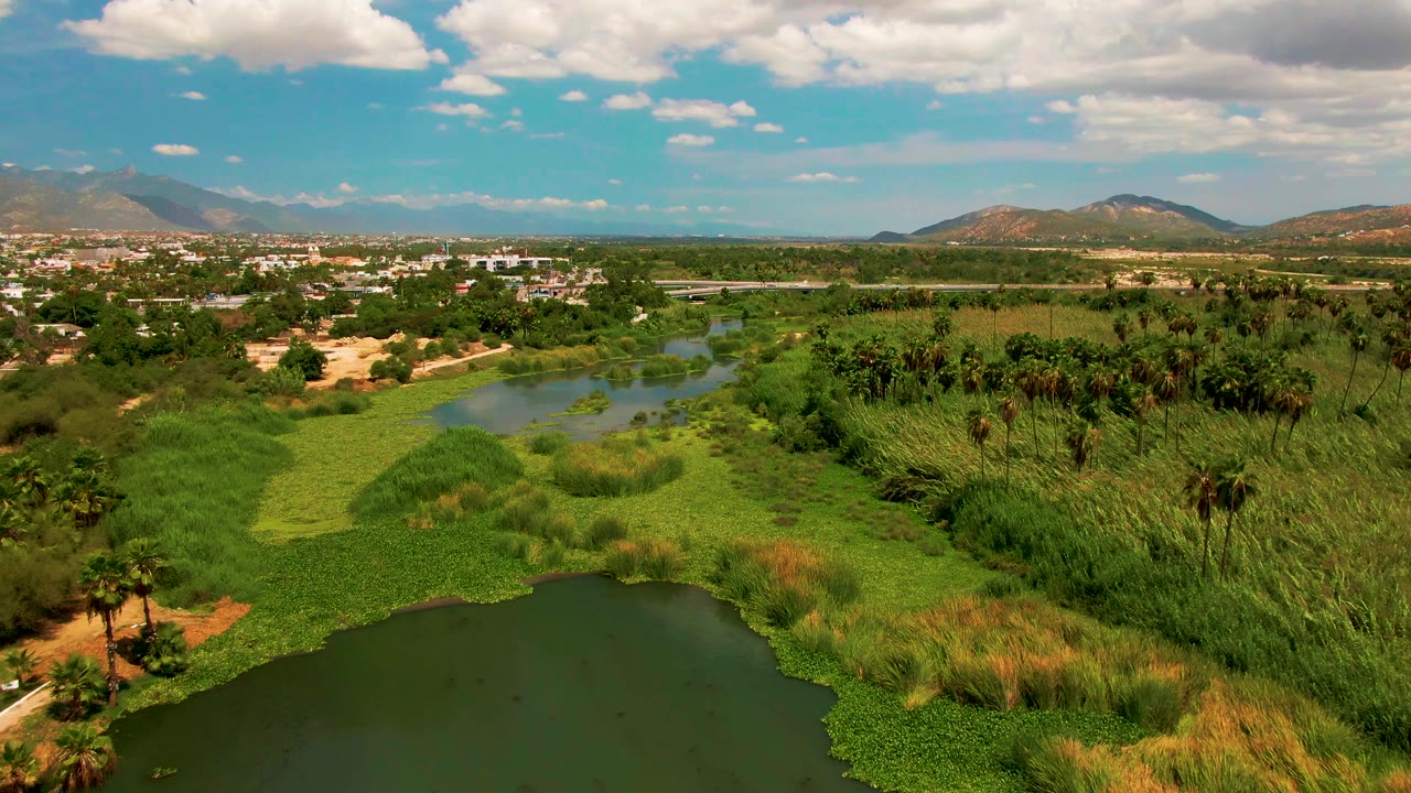 Later aerial view in San Jose Del Cabo with the lake edge partly cropped at the bottom, dense green reeds across the center, palms at left, town buildings and mountains on the horizon, and no visible people.